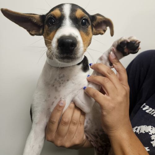 Pet Image