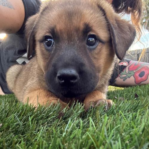 Pet Image