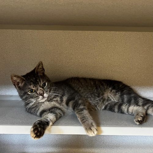 Pet Image