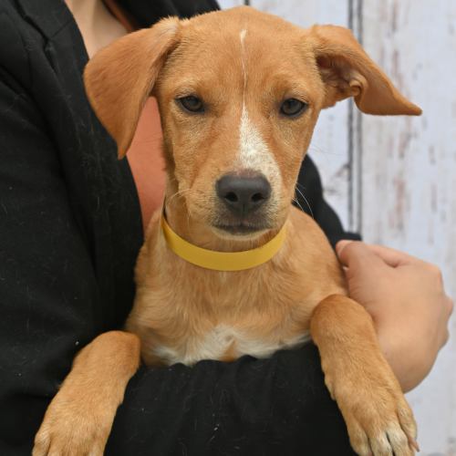 Pet Image