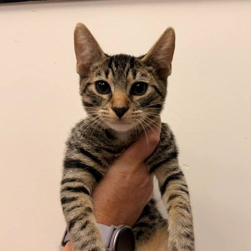 Pet Image