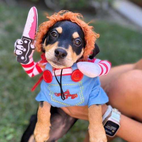 Pet Image