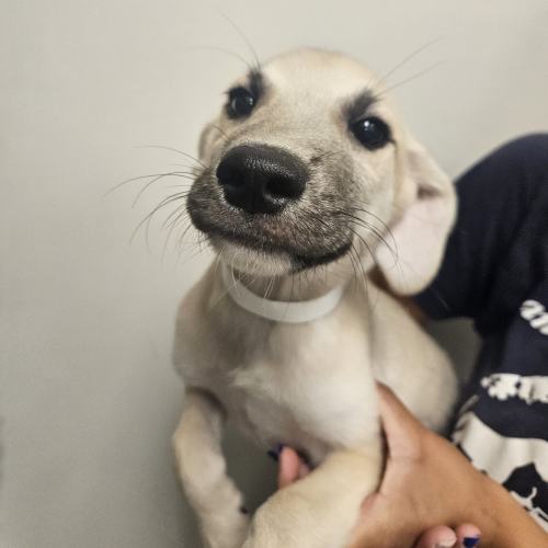 Pet Image