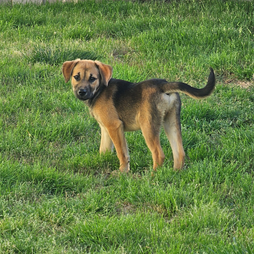Pet Image