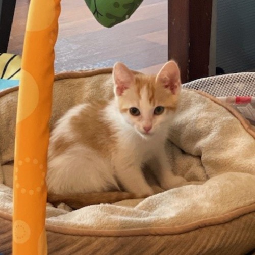 Pet Image