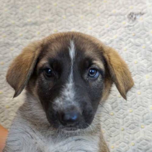 Dogs and Puppies for Adoption in San Diego | Helen ...