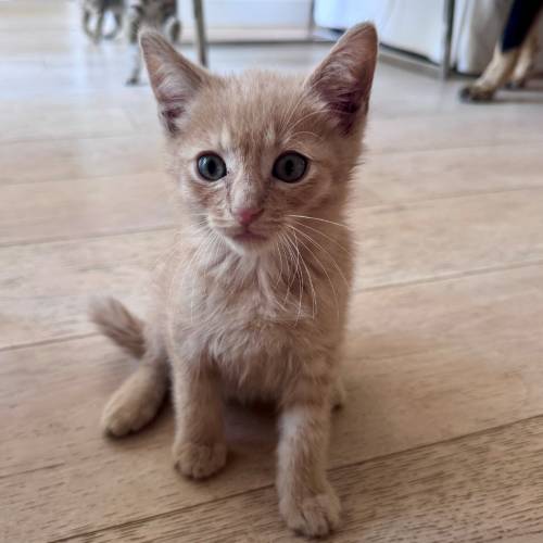 Pet Image