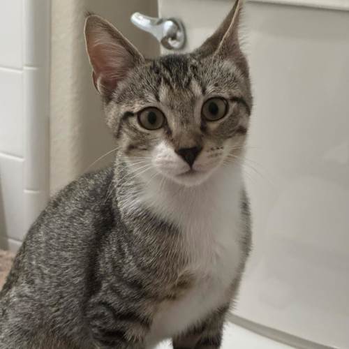Pet Image