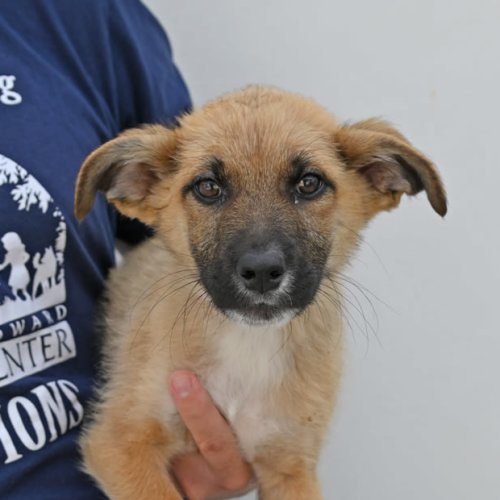 Pet Image