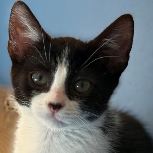 Pet Image