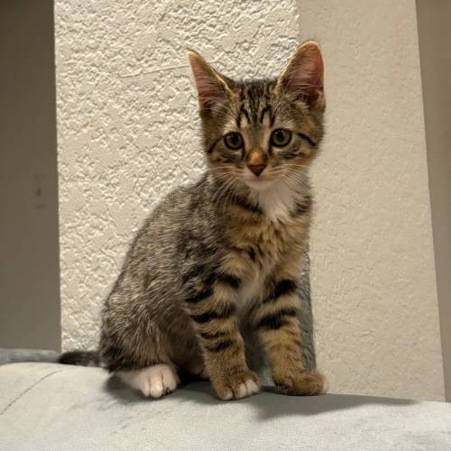 Pet Image