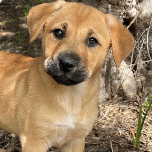 Pet Image