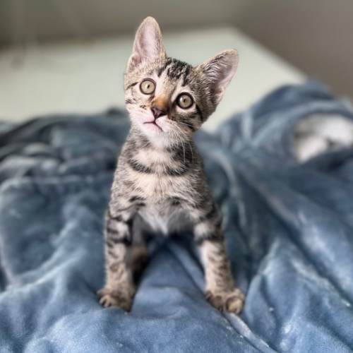Pet Image