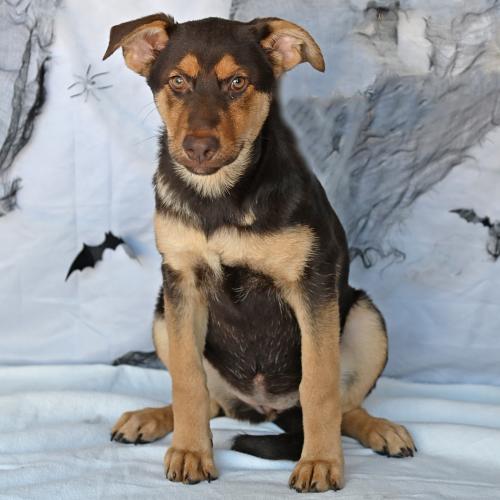 Pet Image