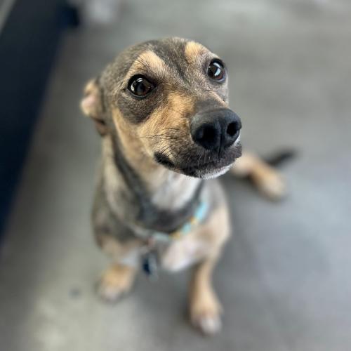 Pet Image