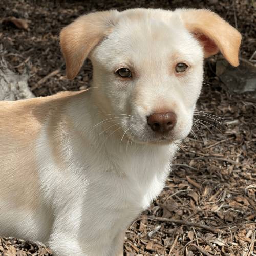 Pet Image