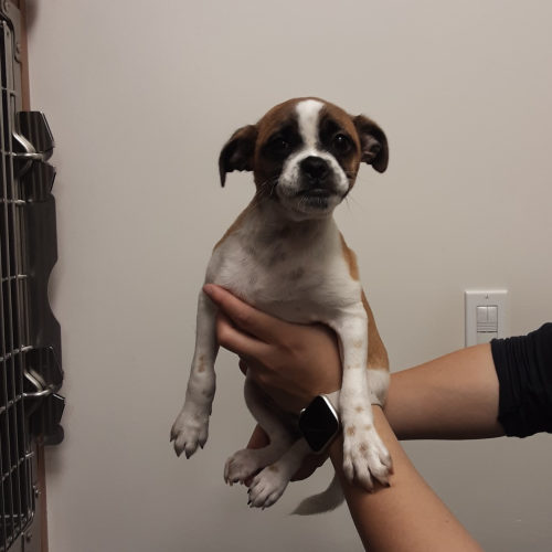 Pet Image