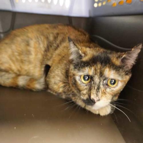 Cat & Kittens for Adoption in San Diego Helen Woodward Animal Center