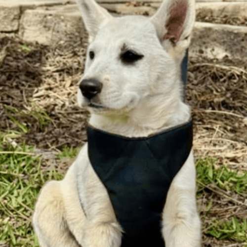 Pet Image