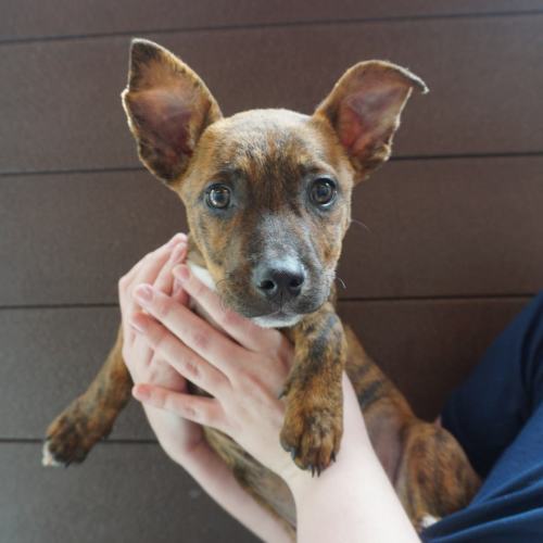 Pet Image