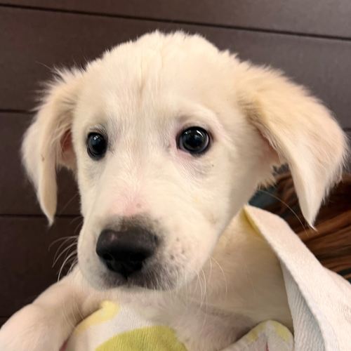 Pet Image