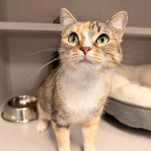 Pet Image