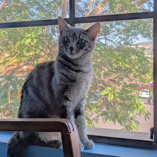 Pet Image