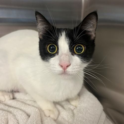Pet Image