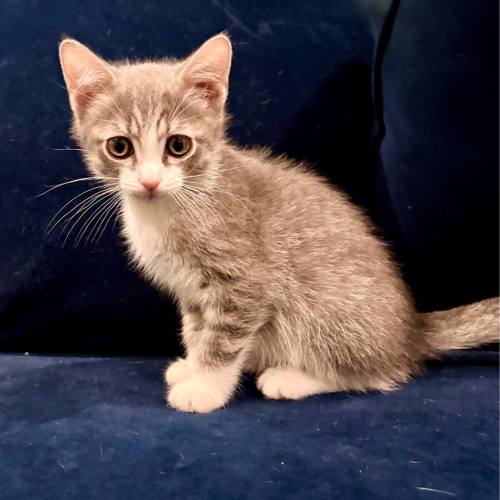 Pet Image