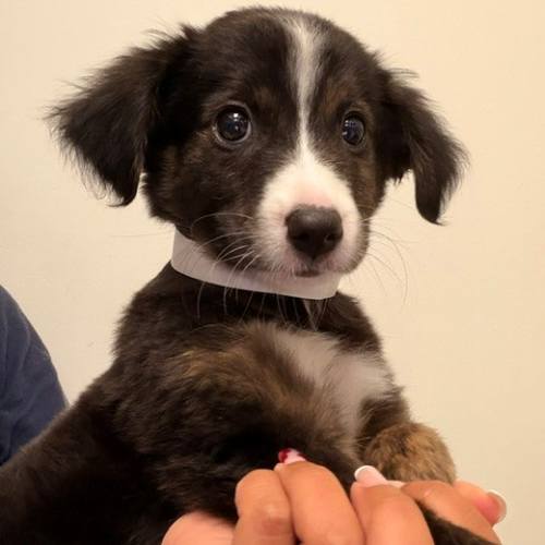Pet Image