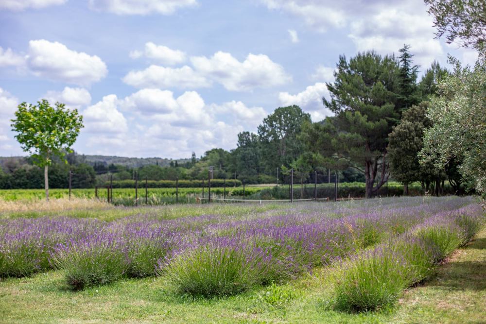 Photographs of Mas du Real villa in Provence - Image 36 of 36