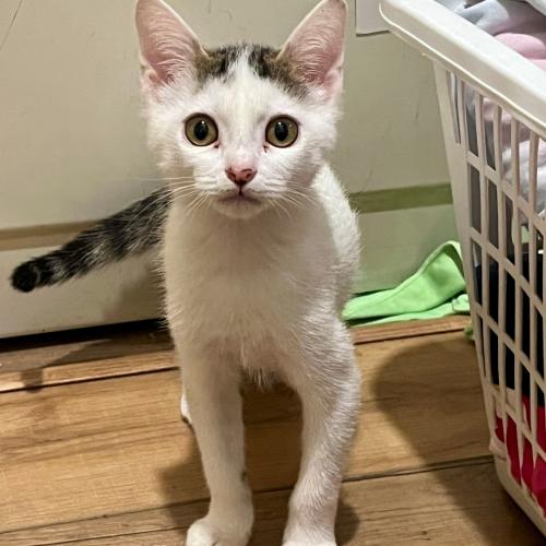 Pet Image