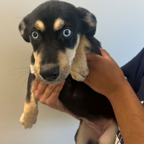 Pet Image