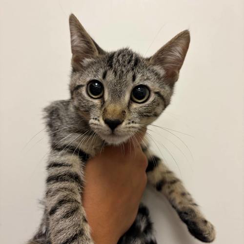 Pet Image