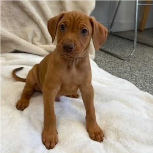 Pet Image