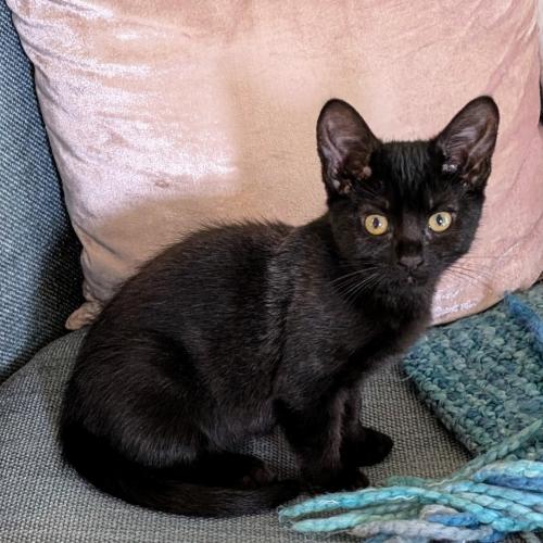 Pet Image