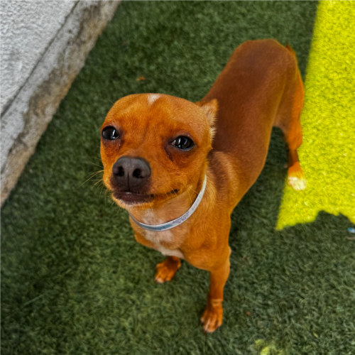 Pet Image