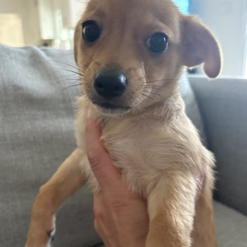 Pet Image