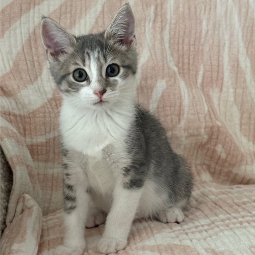 Pet Image