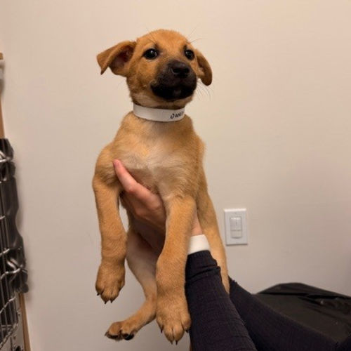 Pet Image