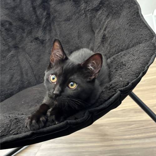 Pet Image