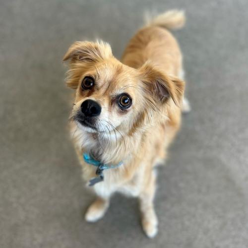 Pet Image