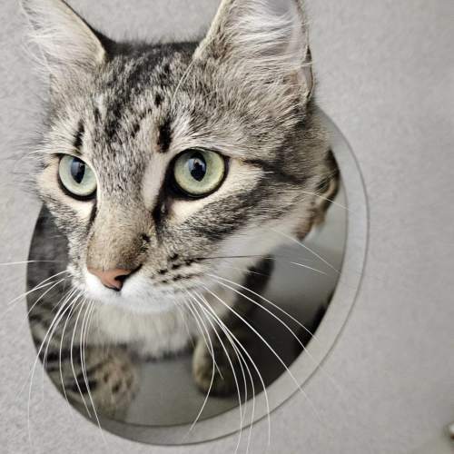 Pet Image
