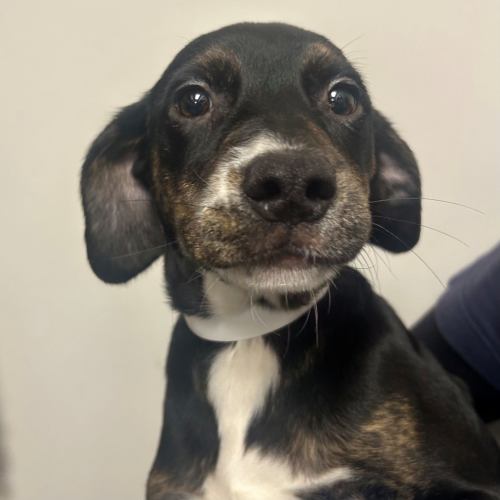 Pet Image