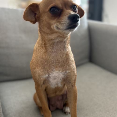 Pet Image