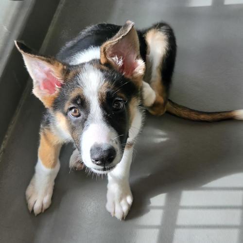 Pet Image