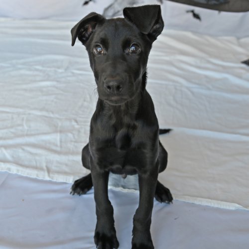 Pet Image