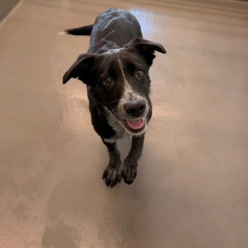 Pet Image