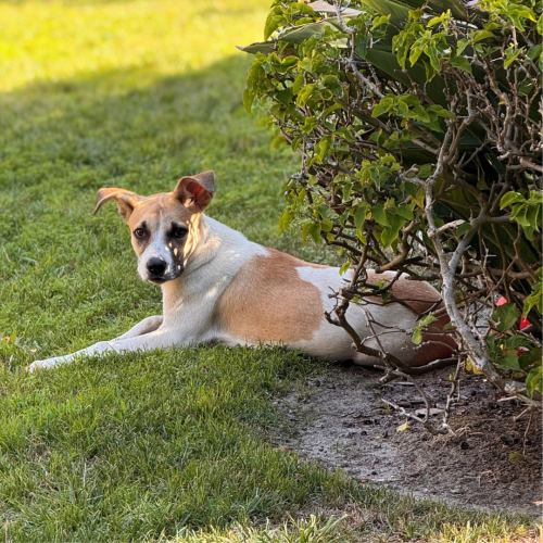 Pet Image