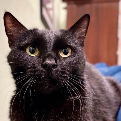 Pet Image